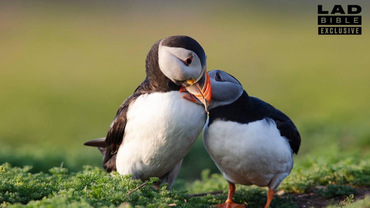 Is Your Relationship Doomed? The Shocking Truth Behind the Viral ‘Bird Theory’ Test Revealed!