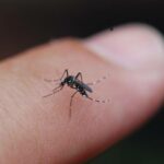 Scientists Unveil Genetically Engineered Fungus That Could Wipe Out Mosquitoes Forever
