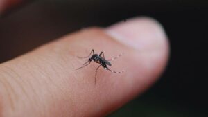 Scientists Unveil Genetically Engineered Fungus That Could Wipe Out Mosquitoes Forever