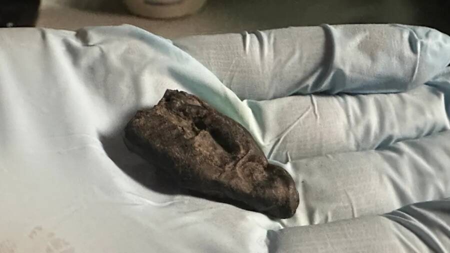 Stone Age Teenager’s 10,500-Year-Old Chewed ‘Gum’ Unearthed in Estonia—What Secrets Does It Hold?