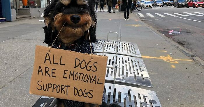 These Hilarious Dog Protest Signs Are Taking the Internet by Storm—You Won’t Believe What They Say!