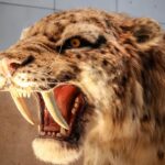 Unveiling the Lost Legends: 12 Mysterious Cat Breeds That Ruled and Vanished