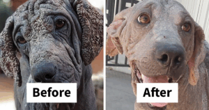 You Won’t Believe These 27 Stunning Rescue Dog Transformations That Prove Love Works Miracles
