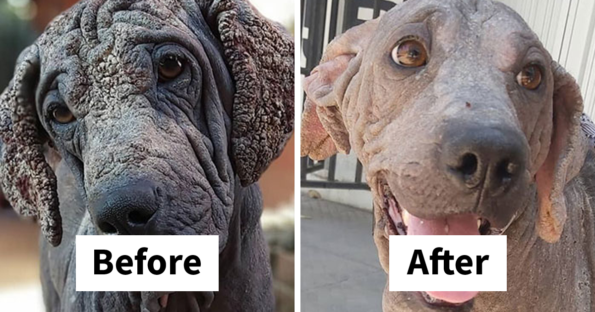 You Won’t Believe These 27 Stunning Rescue Dog Transformations That Prove Love Works Miracles
