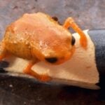 Mystery in the Mountains: Meet the Miniature Pumpkin Toadlet You Won't Believe Exists
