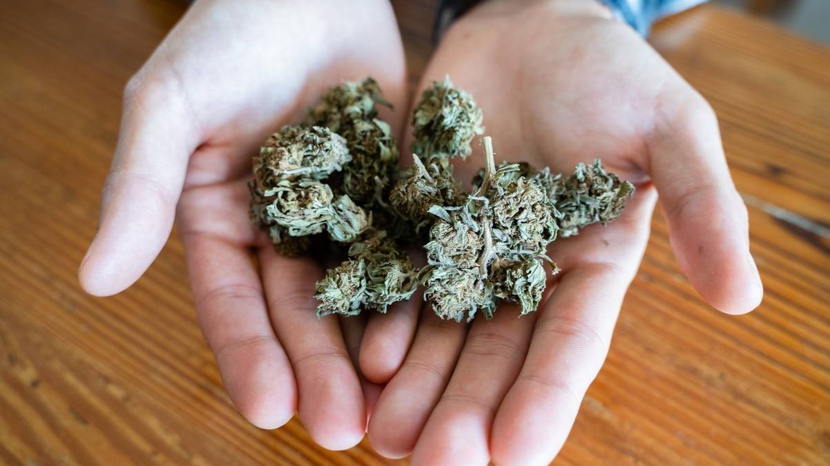 Shocking New Study Reveals Hidden Dangers of Medical Marijuana You Need to Know Now