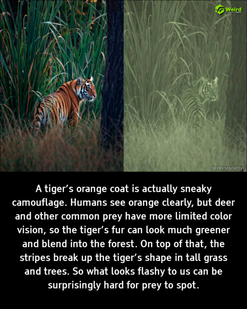 The Secret Weapon in a Tiger’s Coat: How Orange Disappears to Its Prey