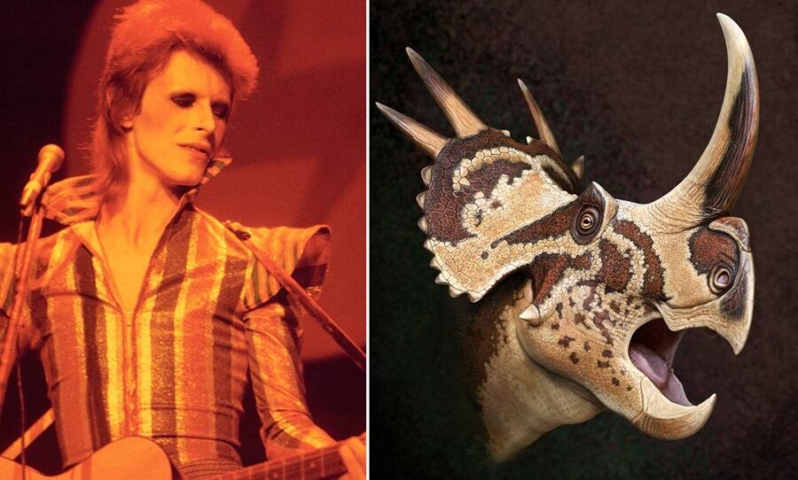 Unveiled: The Mysterious ‘Star Lizard’ Dinosaur Tribute That Connects Prehistoric Life to David Bowie’s Cosmic Legacy