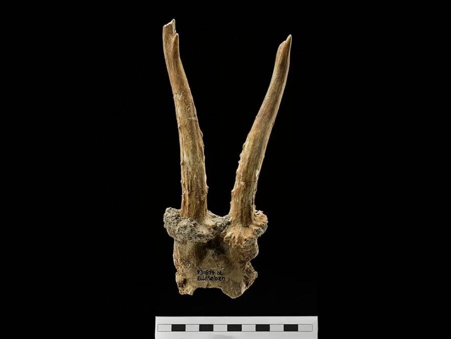 7,500-Year-Old Deer Skull Headdress Unearthed in Germany Sparks Mysteries of Ancient Rituals
