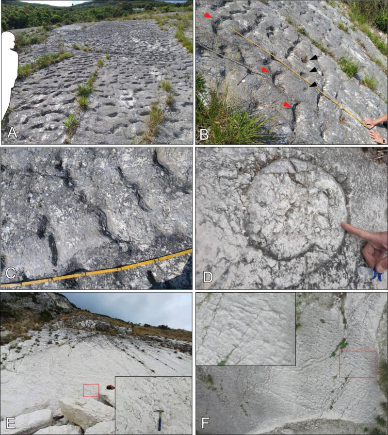 Ancient Mystery Uncovered: Italian Rock Climbers Find 80-Million-Year-Old Sea Turtle Stampede Frozen in Time