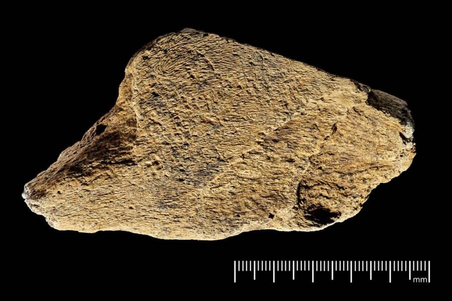 Ancient Mystery Unearthed: 500,000-Year-Old Hammer Made from Elephant Bone Challenges Europe's Prehistoric History