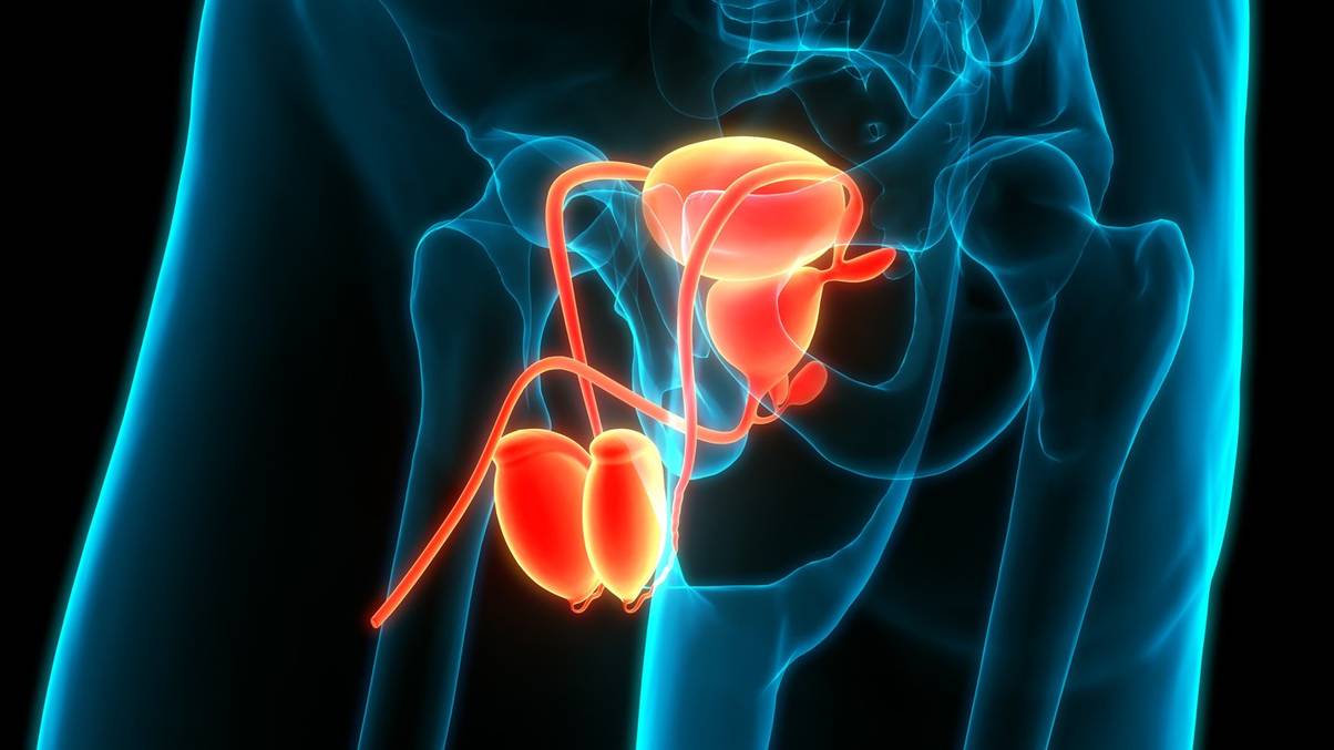 Inside the Hidden Journey: What Truly Happens to Unreleased Sperm Revealed by Stunning Simulation