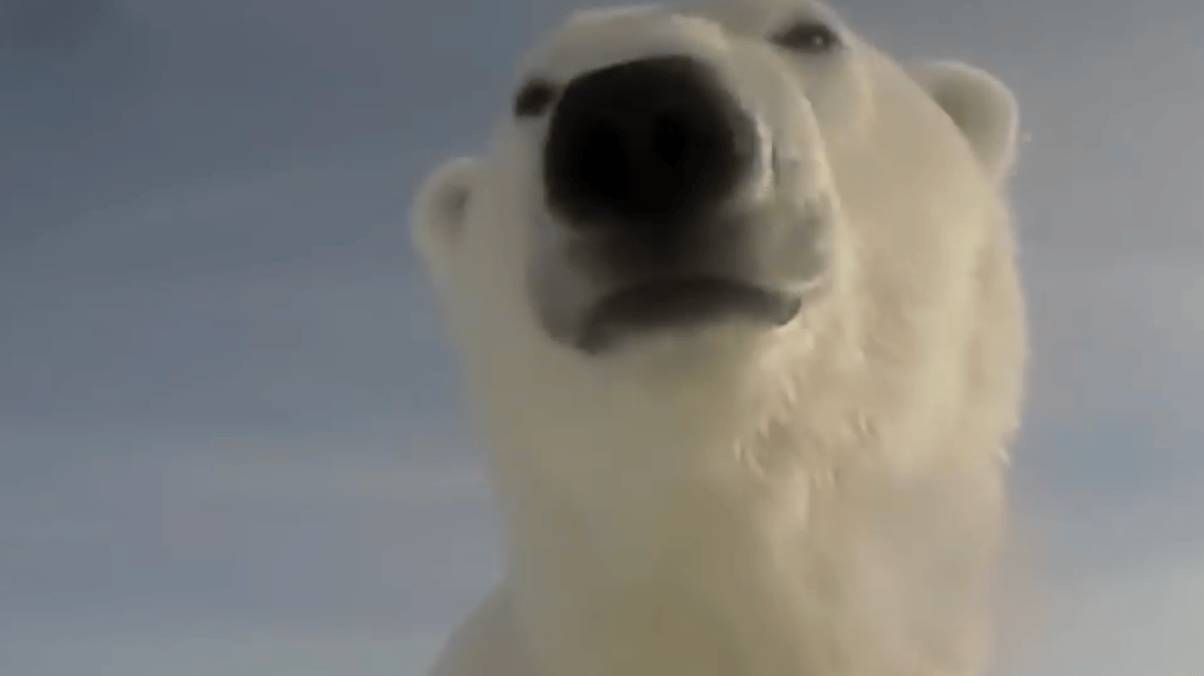Inside the Wild World: What a Polar Bear’s GoPro Reveals Will Shock You