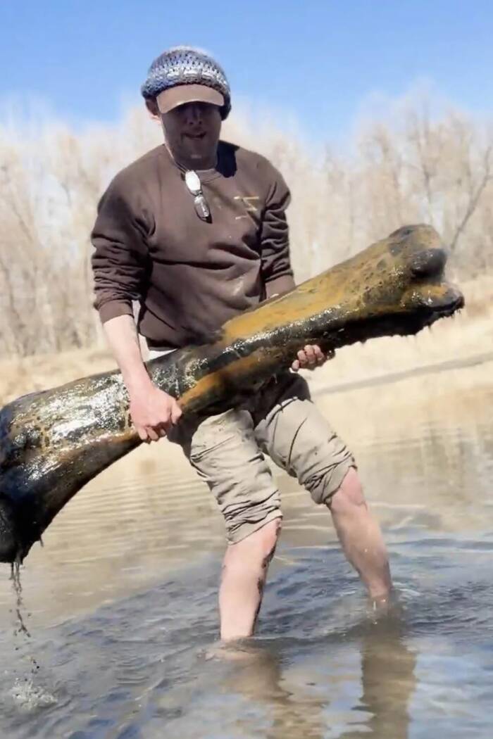 Missouri Lake Yields Mysterious Giant Mammoth Bone Unearthed by Amateur Paleontologist—What Secrets Does It Hold?
