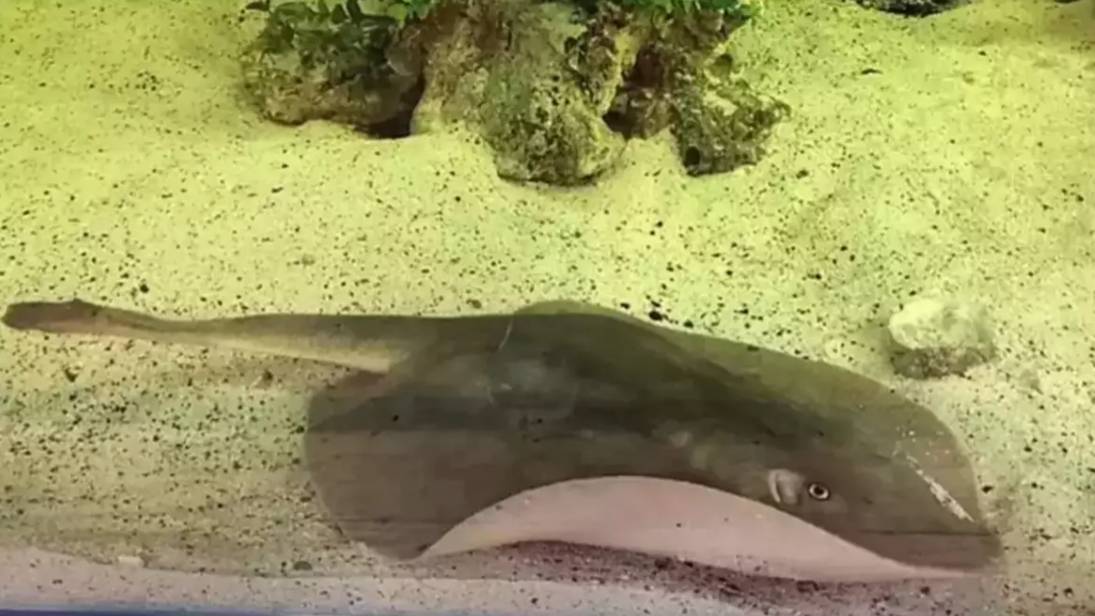 Mystery Deepens: How Did a Virgin Stingray Conceive Alone in Captivity?