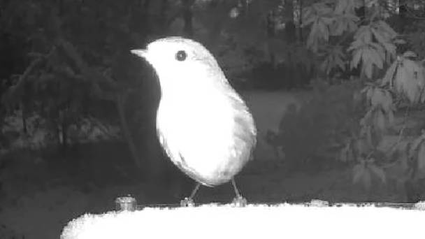 Mystery Unfolds as Outdoor Camera’s ‘Human Body Detected’ Alert Reveals Unbelievable Sight