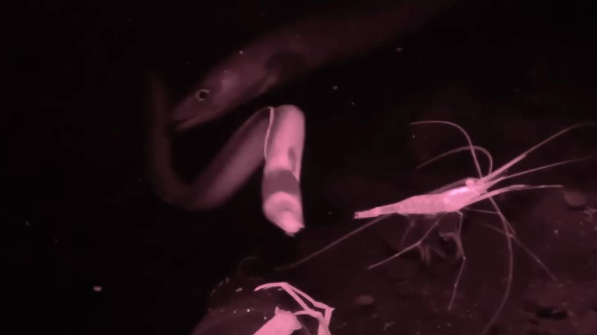 Night Vision Camera Reveals Unseen Horror Lurking in Ocean Depths—What It Caught Will Shock You
