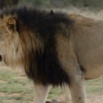 The Shocking Price of Infamy: Why a Dentist Traveled Thousands of Miles to Hunt Cecil the Lion