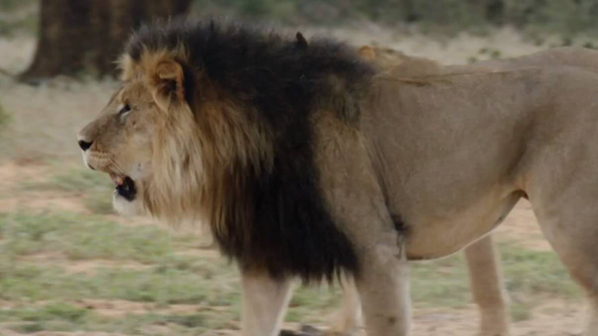 The Shocking Price of Infamy: Why a Dentist Traveled Thousands of Miles to Hunt Cecil the Lion