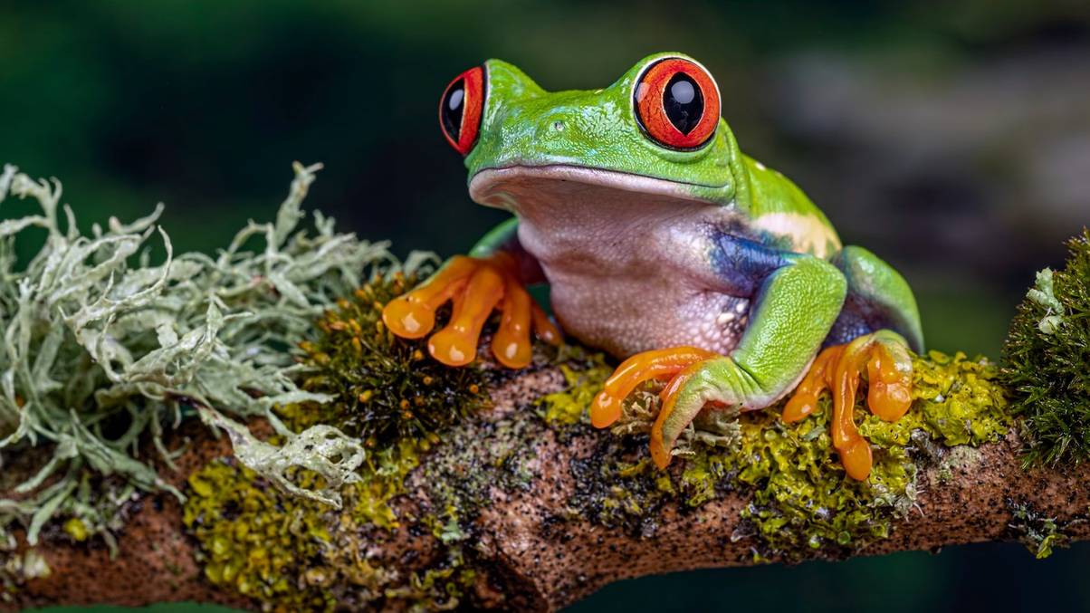 The Surprising Truth Behind 1950s Pregnancy Tests Involving Live Frogs—And Why They Worked Better Than You Think