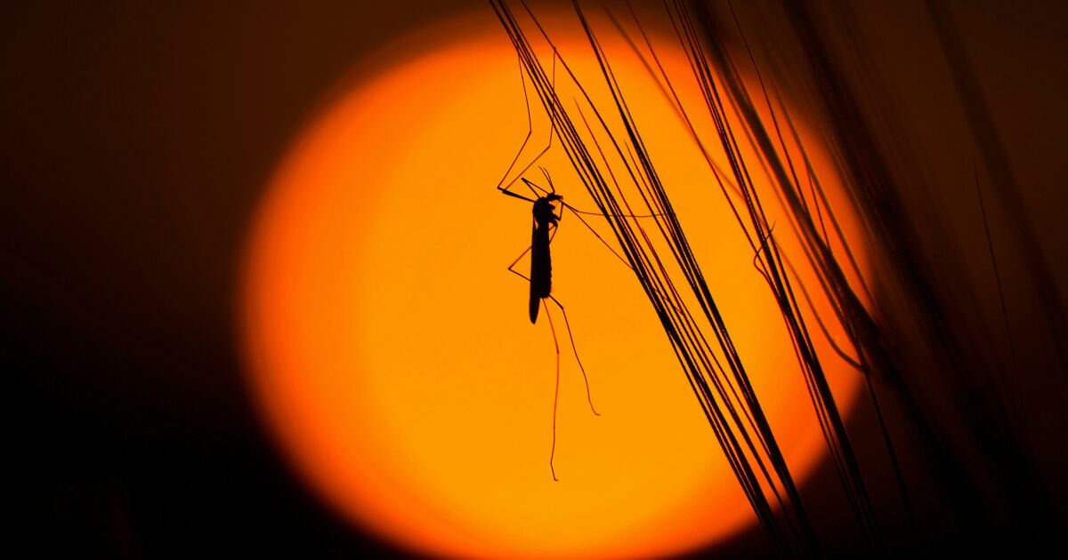 Trapped Between Time and Energy: Which Painfully Impossible Choice Would You Make?