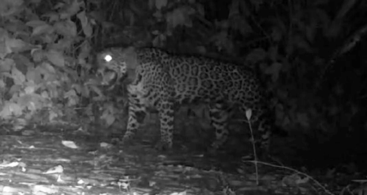 Unheard Jaguar Sounds Revealed: Scientists Record Mysterious ‘Meow’ for the First Time