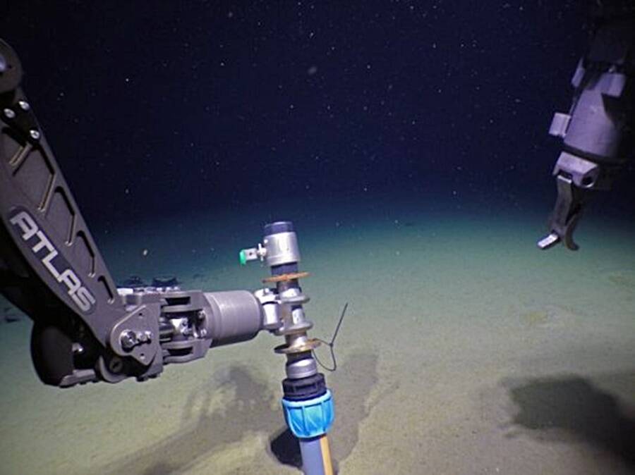 Hidden Pathogens: Chlamydia Unearthed in the Mysterious Depths of the Arctic Ocean