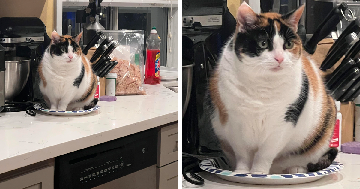 Secrets Revealed: How Experts Outsmart Cats with Ingenious Traps You Never Expected