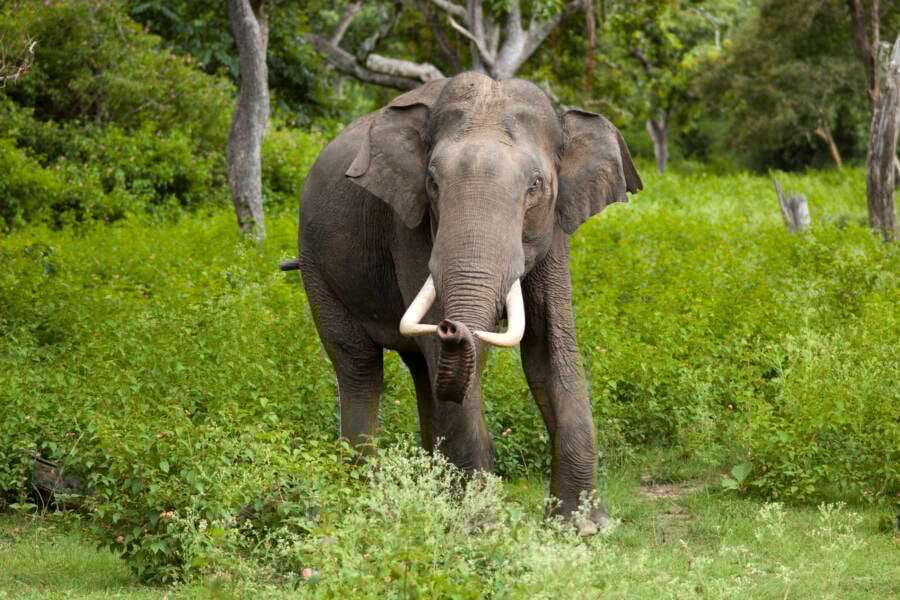 The Deadly Rampage of India's Rogue Elephant: How One Giant Became a Relentless Killer