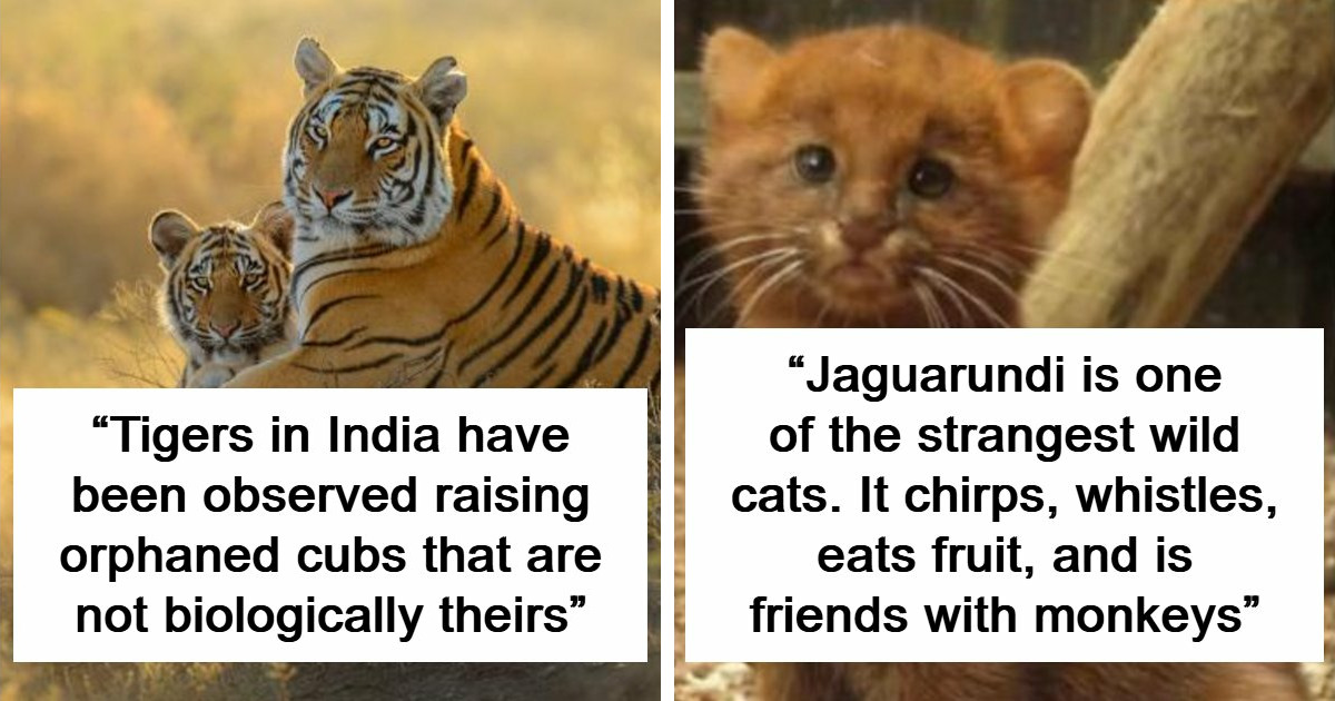 44 Mind-Blowing Animal Facts That Will Completely Change How You See Wildlife Forever