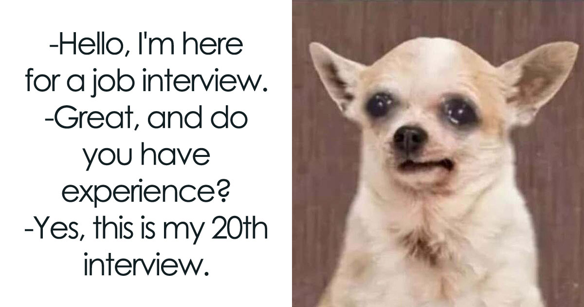 48 Hilarious Pet Memes That Capture the Wild, Unexpected Chaos of Our Furry Friends