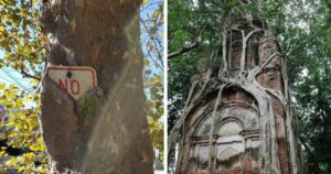 77 Bizarre Moments When Trees Devoured Human Artifacts, Defying Nature's Rules