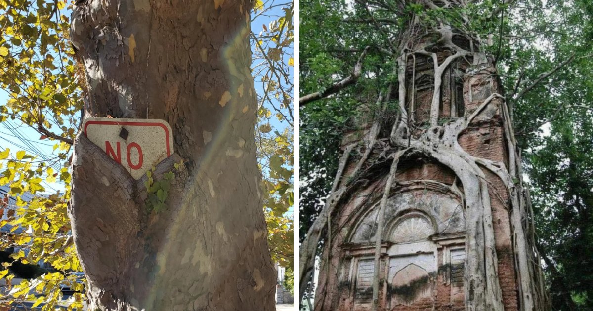 77 Bizarre Moments When Trees Devoured Human Artifacts, Defying Nature's Rules