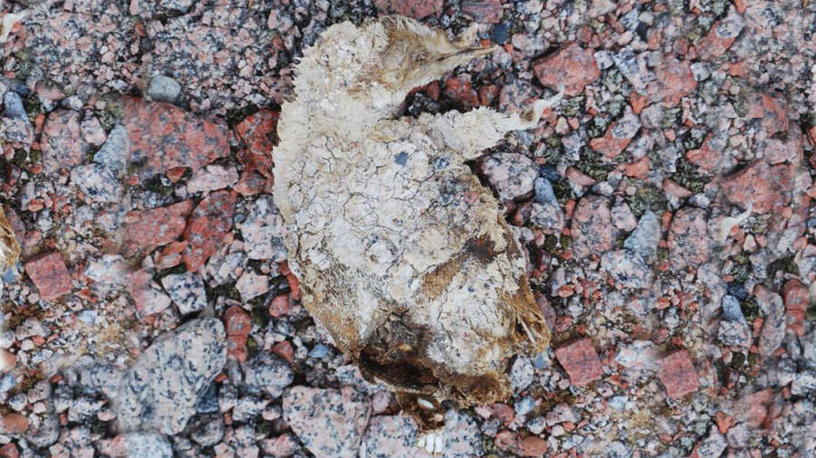 Ancient Antarctic Mystery: 5,000-Year-Old Mummified Penguin Graveyard Unveils Secrets Scientists Can’t Explain