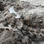 Ancient Australian Dingo Unearthed in Mysterious Aboriginal Ceremony That Spanned Centuries