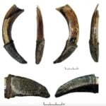 Ancient Boar Tusk Engraving Unveiled: The Mysterious Medieval Charm With Secrets Hidden for a Millennium