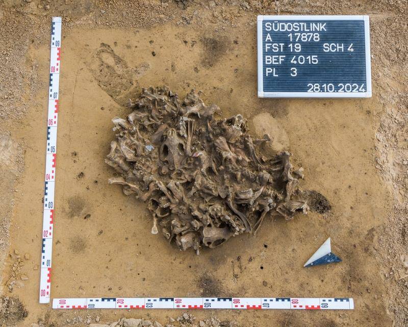 Ancient Mystery Unearthed: 7,000-Year-Old Pit Brimming with Beaver Bones Discovered During German Power Line Project