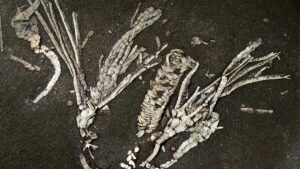 Ancient Sea Creature Fossil Defies Time: Soft Tissue Intact After 450 Million Years—What Secrets Does It Hold?