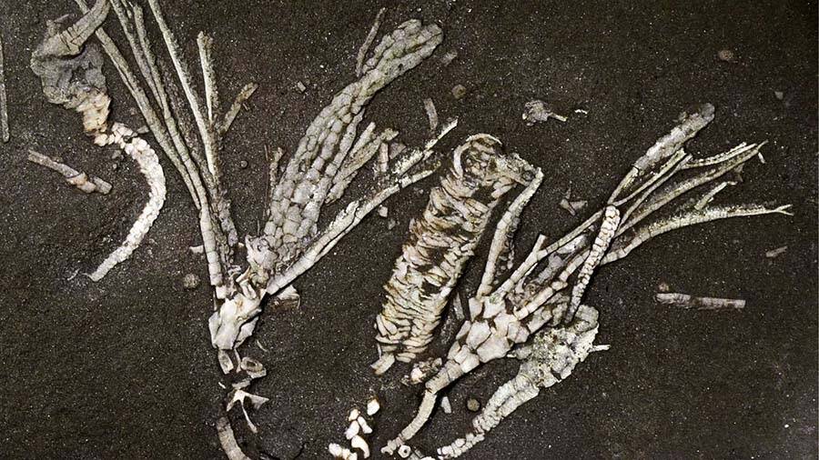 Ancient Sea Creature Fossil Defies Time: Soft Tissue Intact After 450 Million Years—What Secrets Does It Hold?