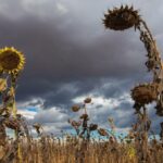 Could Scientists' Bold Move to Halt Super El Niño Unleash an Unprecedented Mega La Niña Catastrophe?