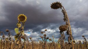 Could Scientists' Bold Move to Halt Super El Niño Unleash an Unprecedented Mega La Niña Catastrophe?