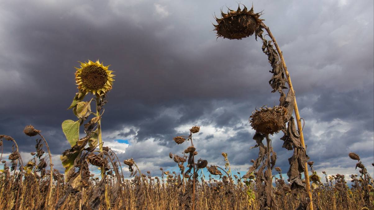 Could Scientists' Bold Move to Halt Super El Niño Unleash an Unprecedented Mega La Niña Catastrophe?