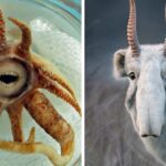 Discover 105 Bizarre Creatures So Incredible, You’ll Doubt They’re Real—With Stunning New Photos!
