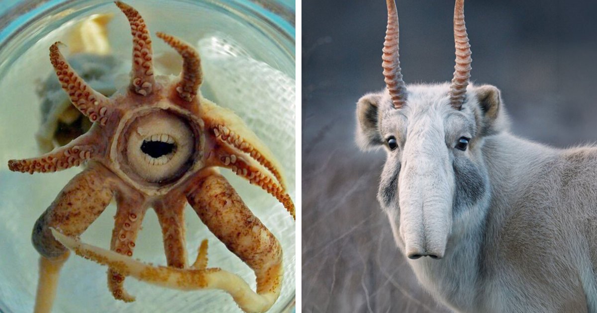 Discover 105 Bizarre Creatures So Incredible, You’ll Doubt They’re Real—With Stunning New Photos!