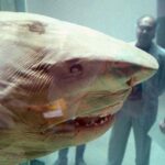Discover the Mysterious Stories Behind 6 Bizarre Shark Statues Worldwide