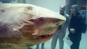 Discover the Mysterious Stories Behind 6 Bizarre Shark Statues Worldwide
