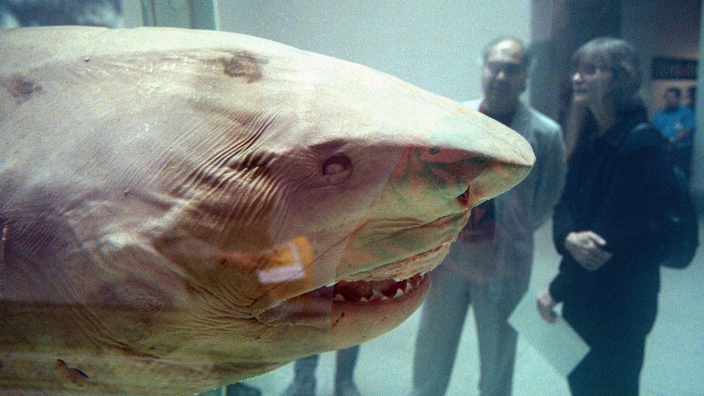 Discover the Mysterious Stories Behind 6 Bizarre Shark Statues Worldwide