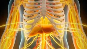 Inside Mounjaro: A Groundbreaking Simulation Reveals the Hidden Battle Unfolding Within Your Body