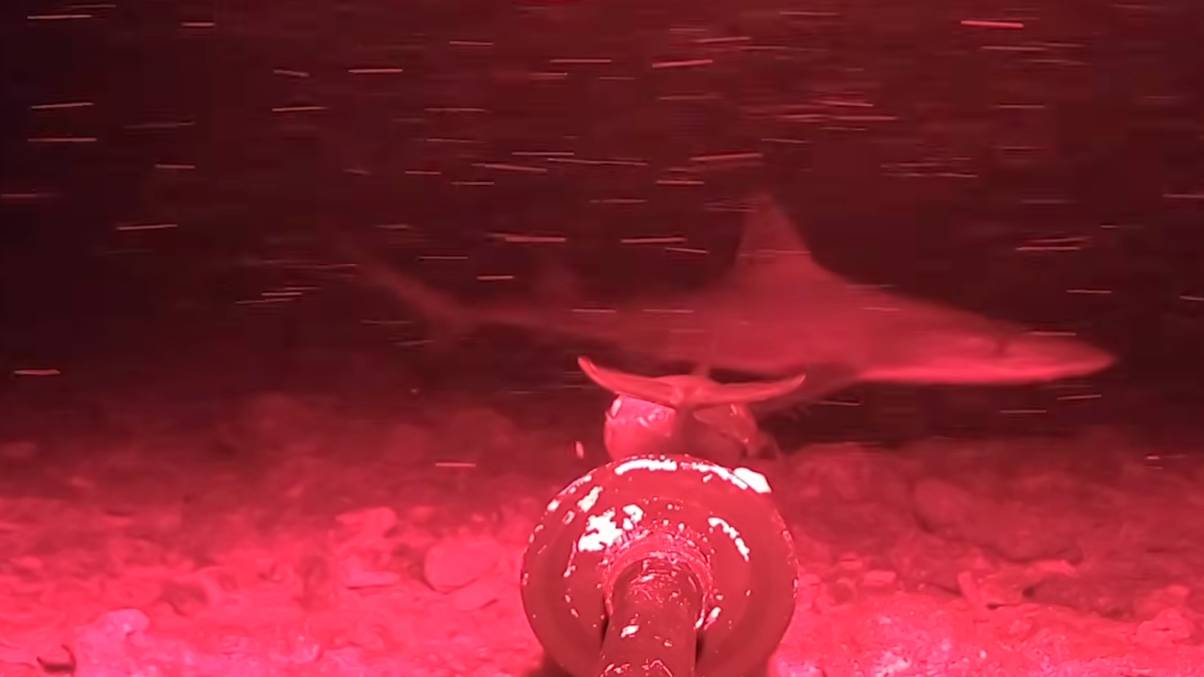 Man’s night vision camera captures otherworldly ocean secrets no one expected to see