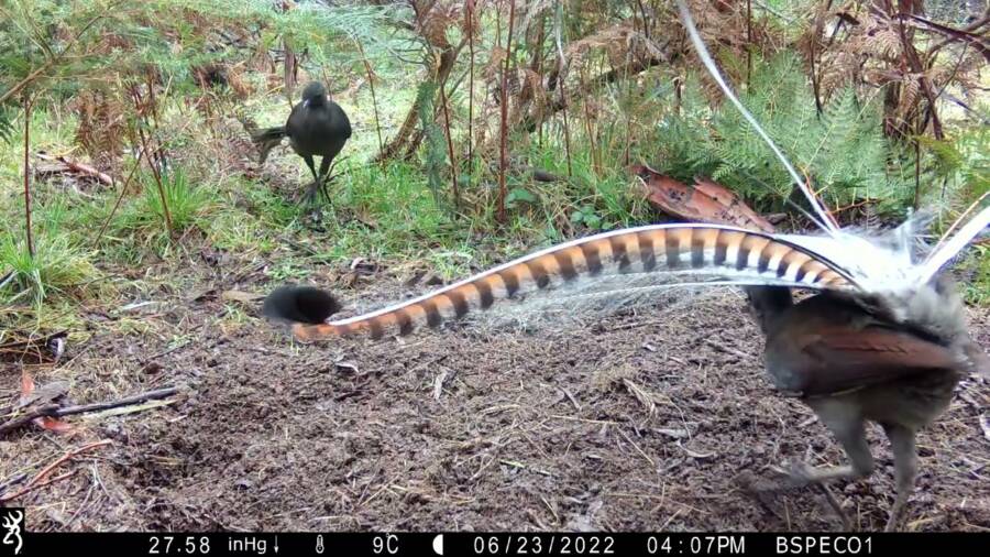 Man's Routine Walk in Australian Wilderness Turns Into Unforgettable Encounter with Mysterious Lyrebird Species